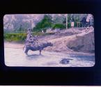 [Java - Water Buffalo]