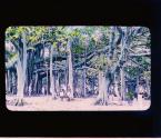 [Banyan Trees]
