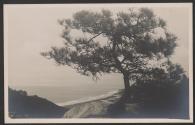 [Tree on coast, La Jolla, California]