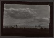 [Trees along the horizon line]