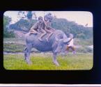 Java - The water buffalo. Going for a swim