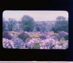 [Rhododendron Valley, Highland Park, Rochester New York]