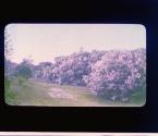 [Lilacs, Highland Park, Rochester New York]
