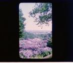[Lilacs, Highland Park, Rochester New York]