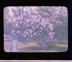 [Lilacs, Highland Park, Rochester New York]