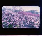 [Lilacs, Highland Park, Rochester New York]