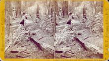 Father of the Forest, 450 ft. long, 112 ft. in circumference, 37 1/2 ft. in diameter