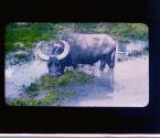 Formosa - The water buffalo. The most important of domestic animals to the farmers.