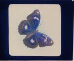 [Butterfly]