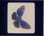 [Butterfly or moth]