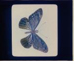 [Untitled]
