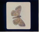 [Reproduction of a drawing of a moth]