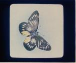 [Reproduction of a drawing of a butterfly]