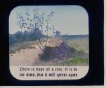 There is Hope of a Tree, etc.