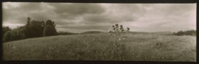 [Thistle in a hillside meadow]