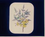 Yellow Jasmine