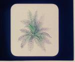 Ferns.