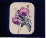 Red Rose