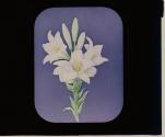 Lilies