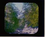 Noonday Sun in Forest