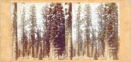 Group of Big Trees in Mariposa Grove