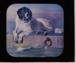 Distinguished Member of Humane Society. Landseer