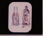 Pharynx and Larynx