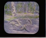 [Alligators]