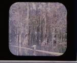 [Swamp]