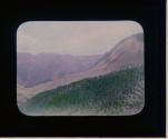 Re - Forested Land Hakone