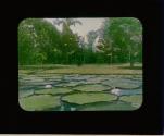 Lily Pond in Botanical Garden Buitenzorg (Last Slide) Java Last Slide