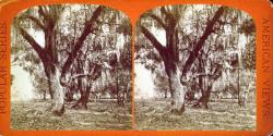 Tocoi. Big Oaks.