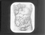 Liver, Stomach And Intestines