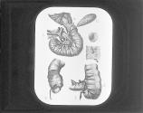 Duodenum, Pancreas, Coecum