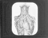 Heart And Lungs