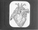 Diagram Of The Heart