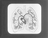 Diagram- Pulmonary Circulation