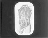 Thoracic Duct