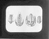 [Trilobites]