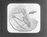 Skeleton Of Pterodactyl