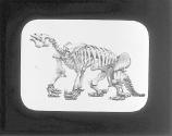 [Skeleton Of Megatherium]