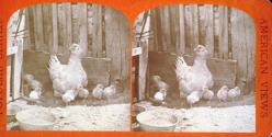 [Chicken with chicks]