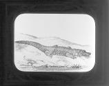 Alligator