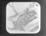 Horned Toad