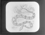 Boa Constrictor