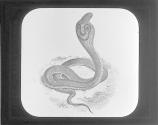 Cobra di Capello