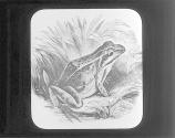 Bull Frog
