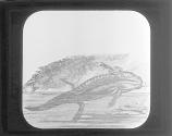 Siredon