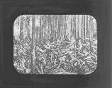 [Night attack by Canadians at Ypres]