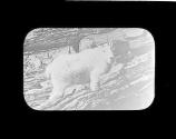 Mountain Goat